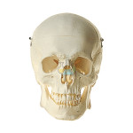 Artificial Male Homosexual Skull Model